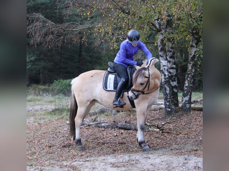 Koń fiordzki Wałach 3 lat 149 cm  in Beek en Donk