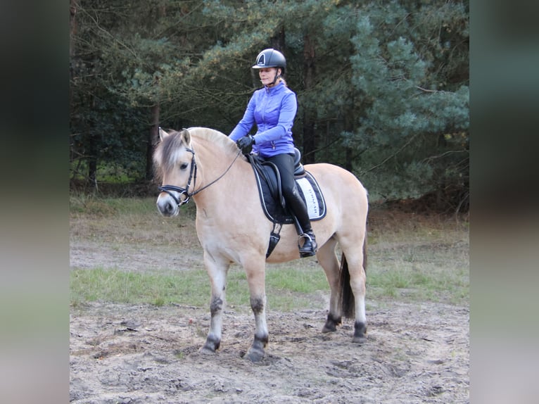 Koń fiordzki Wałach 3 lat 149 cm  in Beek en Donk