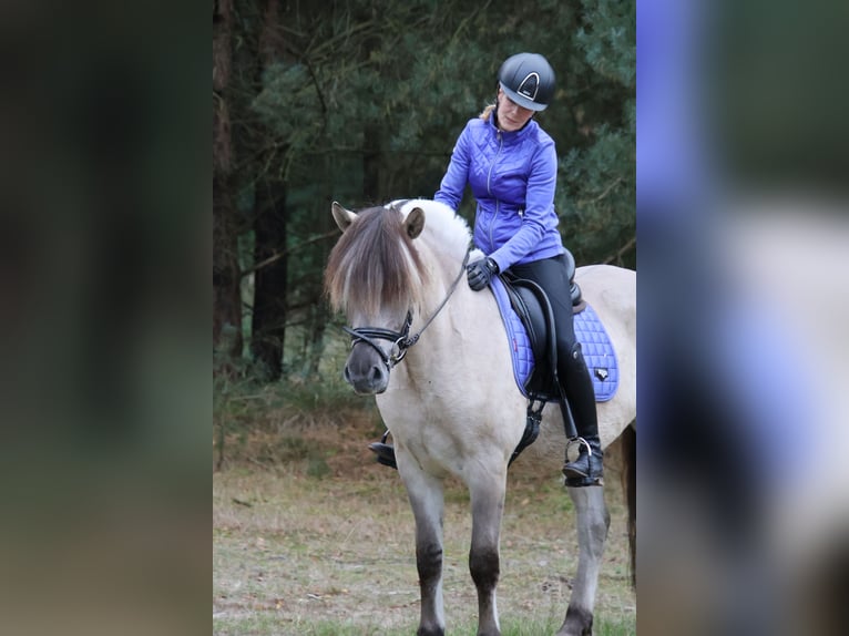 Koń fiordzki Wałach 3 lat 149 cm  in Beek en Donk