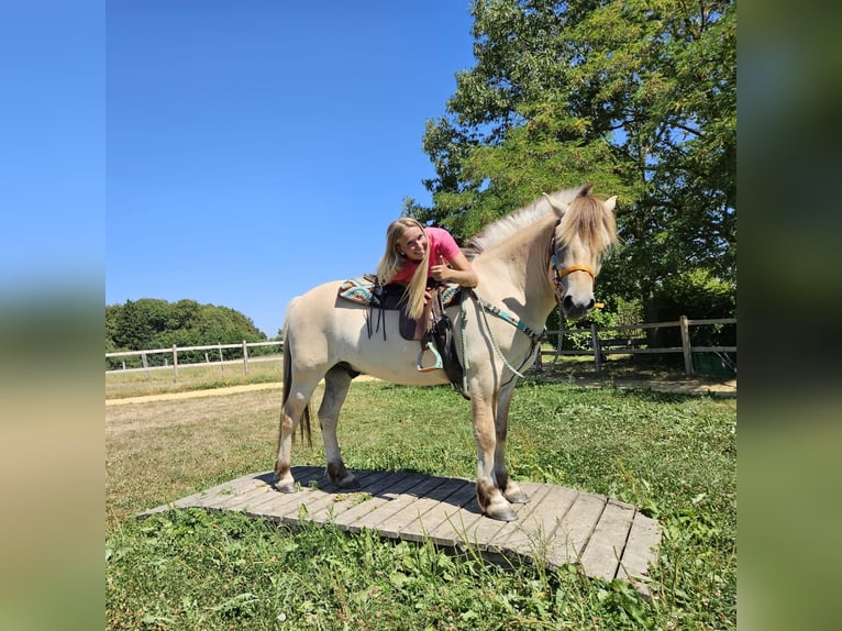 Koń fiordzki Wałach 3 lat 150 cm Bułana in Linkenbach