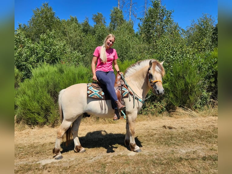 Koń fiordzki Wałach 3 lat 150 cm Bułana in Linkenbach