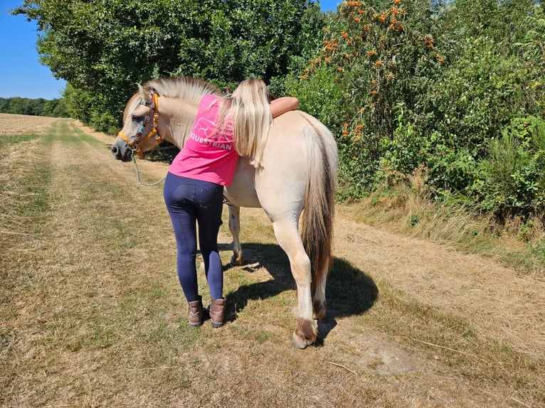 Koń fiordzki Wałach 3 lat 150 cm Bułana in Linkenbach