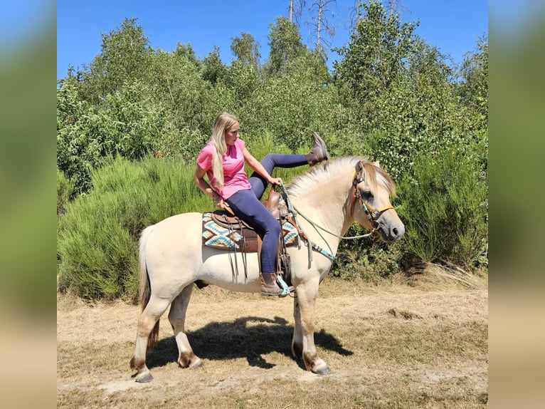 Koń fiordzki Wałach 3 lat 150 cm Bułana in Linkenbach