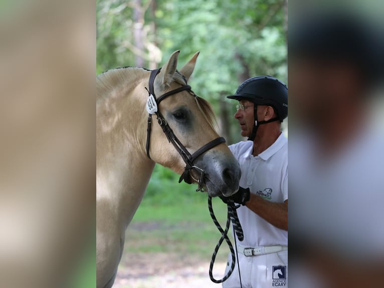 Koń fiordzki Wałach 3 lat 155 cm Bułana in Thiers