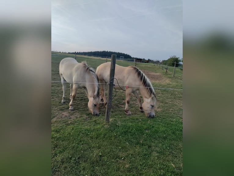 Koń fiordzki Wałach 3 lat Bułana in Boos