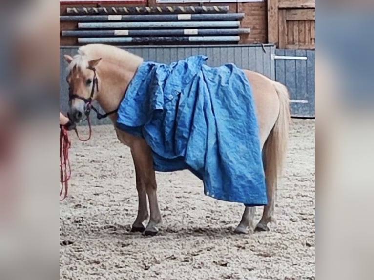 Koń fiordzki Wałach 4 lat 140 cm Bułana in Bad Grund Koń fiordzki Wałach 4 lat 140 cm Bułana in Bad Grund