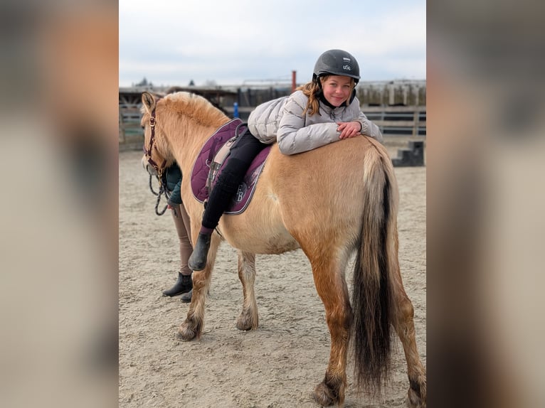 Koń fiordzki Wałach 4 lat 141 cm Bułana in Kressbronn am Bodensee