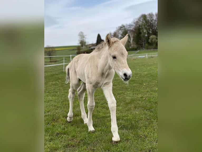 Koń fiordzki Wałach 4 lat 142 cm Bułana in Homberg (Ohm)