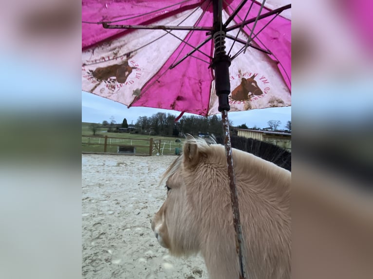 Koń fiordzki Wałach 4 lat 142 cm Bułana in Homberg (Ohm)