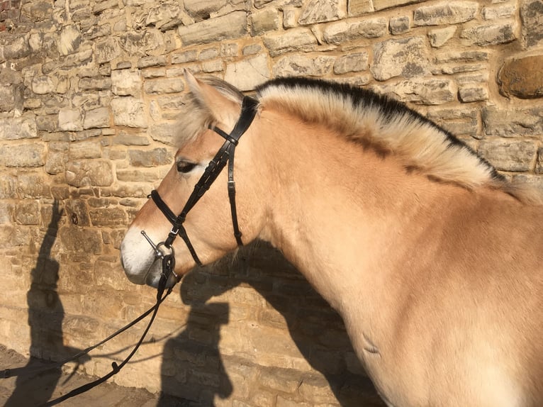 Koń fiordzki Wałach 4 lat 145 cm Bułana in Gerbstedt