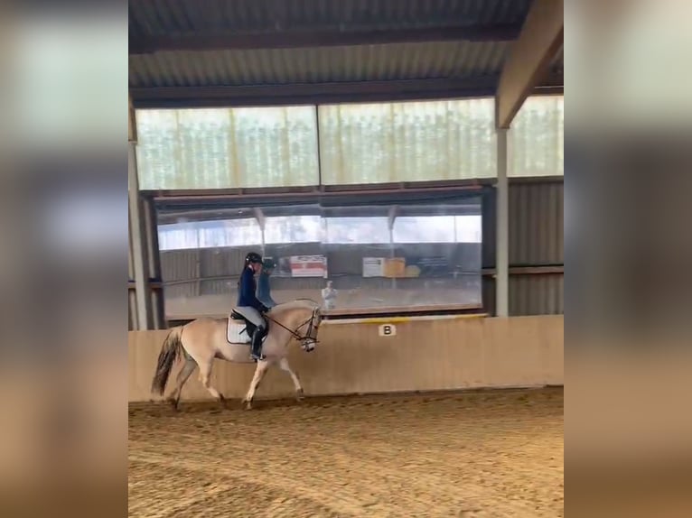 Koń fiordzki Wałach 4 lat 145 cm Bułana in Gerbstedt