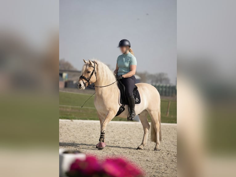 Koń fiordzki Wałach 4 lat 145 cm Gniada in Grijpskerk