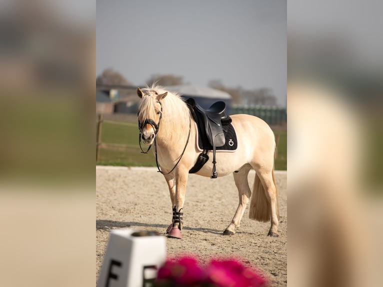 Koń fiordzki Wałach 4 lat 145 cm Gniada in Grijpskerk