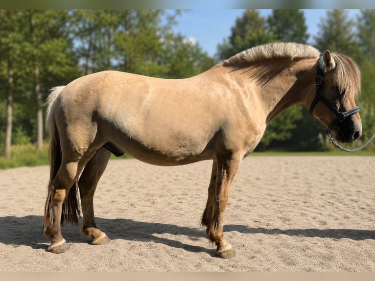 Koń fiordzki Wałach 4 lat 145 cm Jasnogniada in Ebersberg