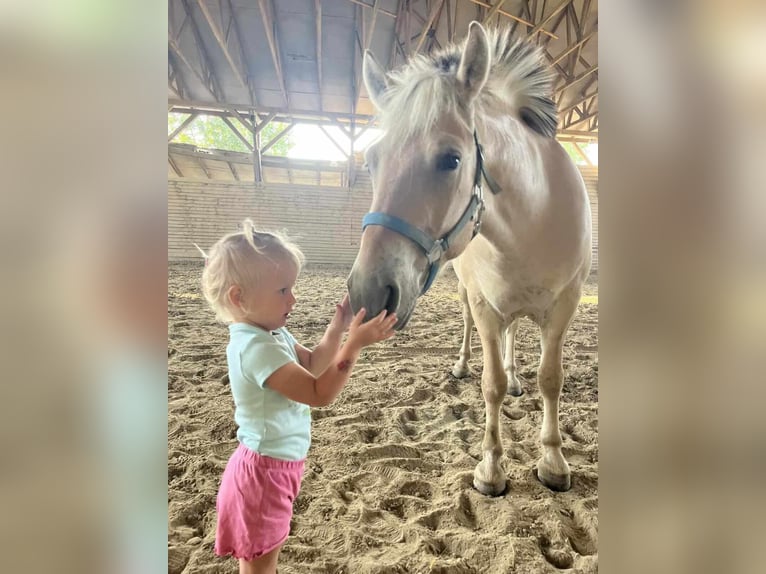 Koń fiordzki Wałach 4 lat 145 cm Jasnogniada in Győrzámoly
