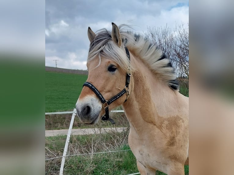 Koń fiordzki Wałach 4 lat 147 cm Bułana in Güntersleben