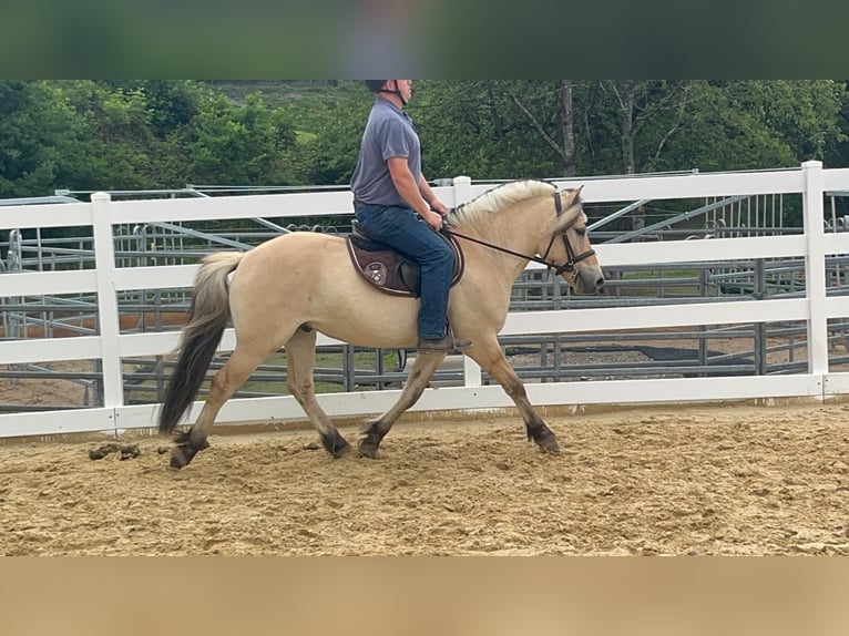 Koń fiordzki Wałach 4 lat 151 cm Bułana in Morsbach