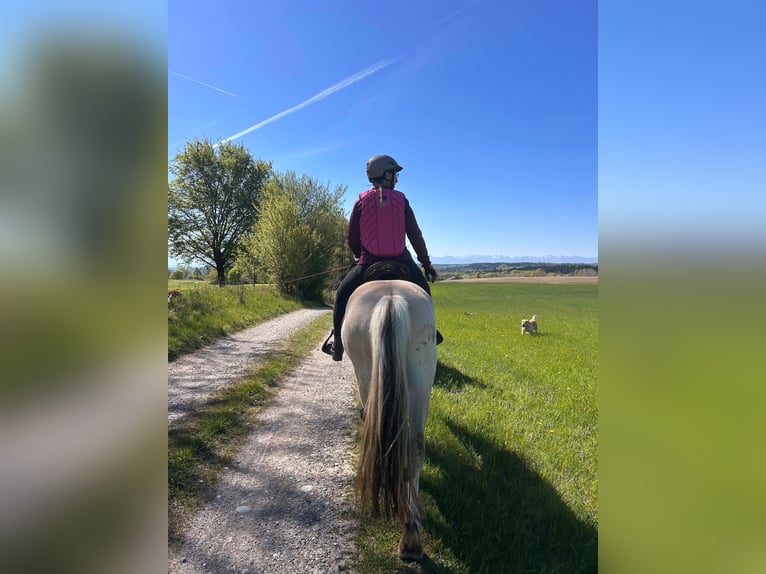 Koń fiordzki Wałach 4 lat 152 cm Bułana in Ebersberg