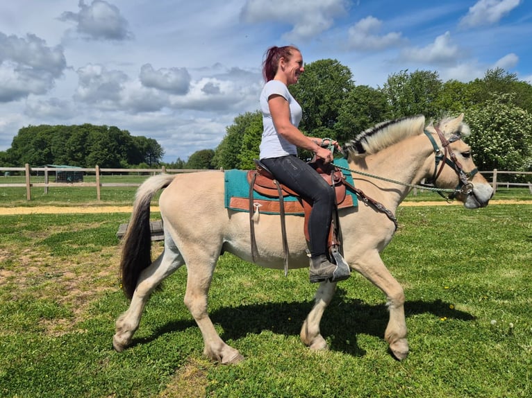 Koń fiordzki Wałach 5 lat 148 cm Bułana in Linkenbach