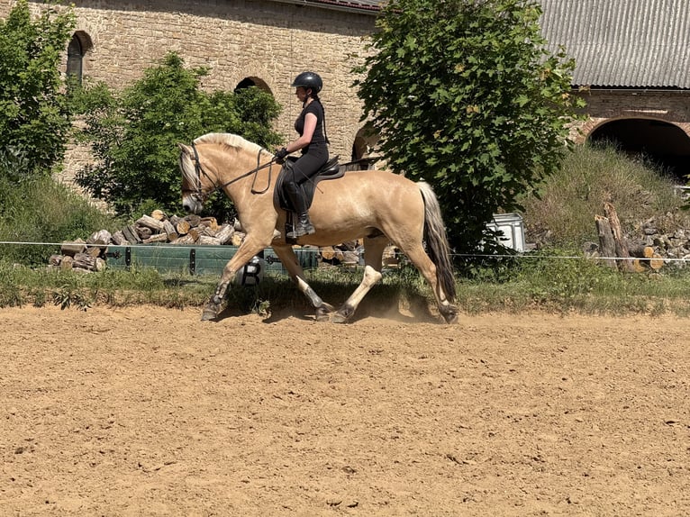 Koń fiordzki Wałach 5 lat 154 cm Bułana in Gerbstedt
