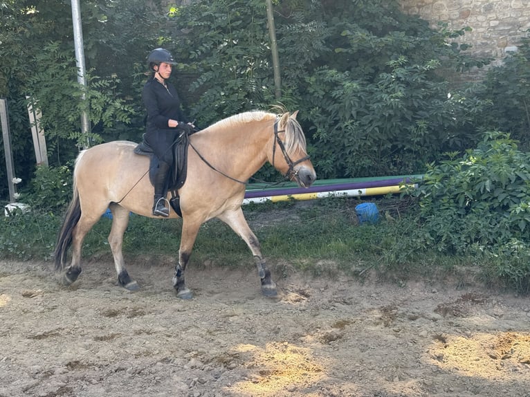Koń fiordzki Wałach 5 lat 154 cm Bułana in Gerbstedt