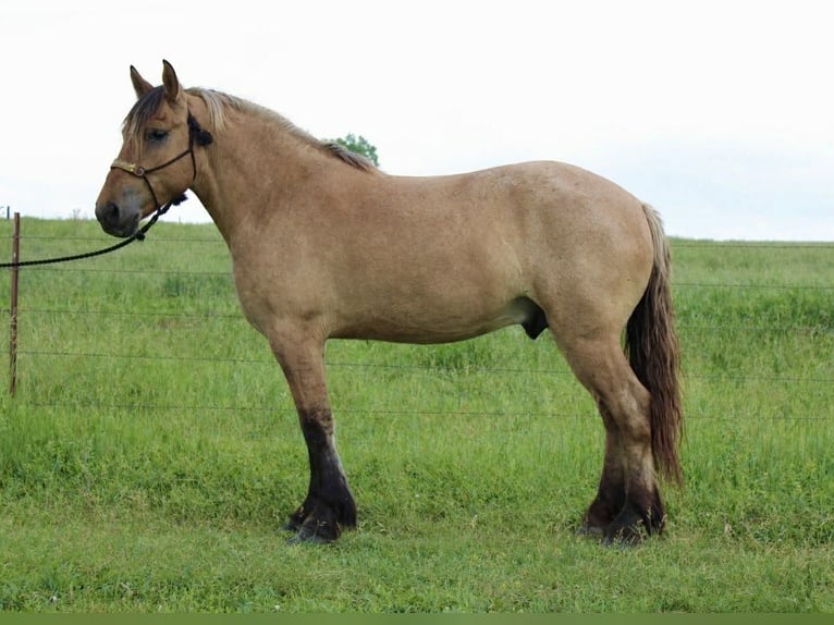 Koń fiordzki Mix Wałach 5 lat 160 cm Bułana in Battle Creek