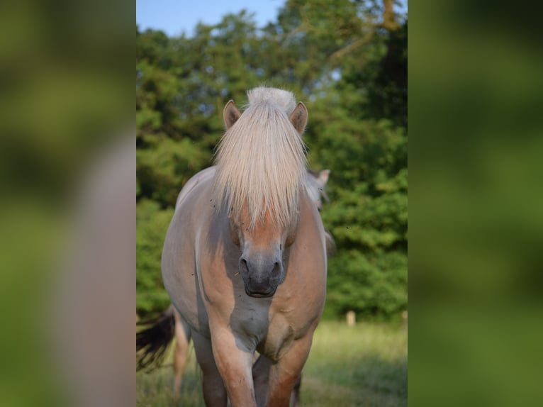 Koń fiordzki Wałach 6 lat 140 cm Bułana in Herpen