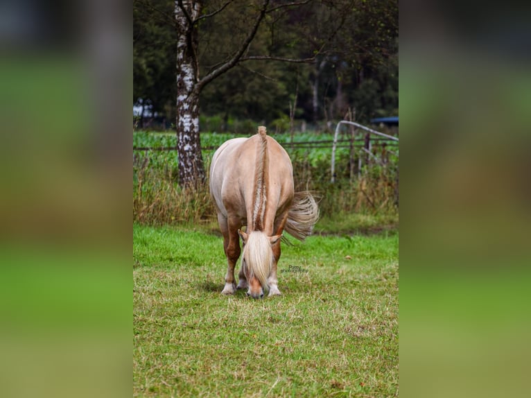 Koń fiordzki Wałach 6 lat 142 cm Bułana in Melderslo