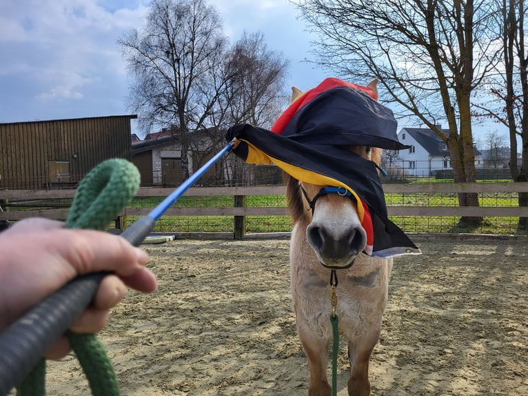 Koń fiordzki Wałach 6 lat 150 cm Bułana in Lichtenau