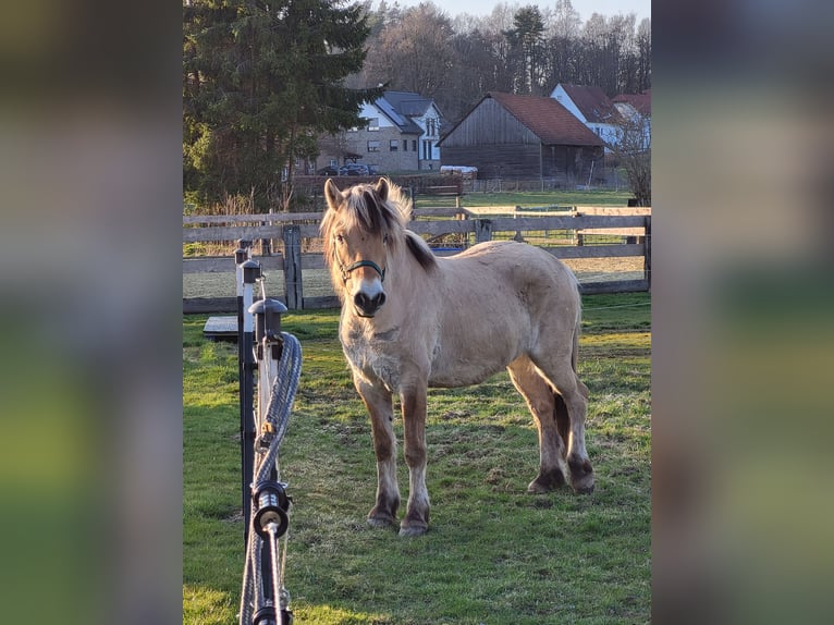 Koń fiordzki Wałach 6 lat 150 cm Bułana in Lichtenau