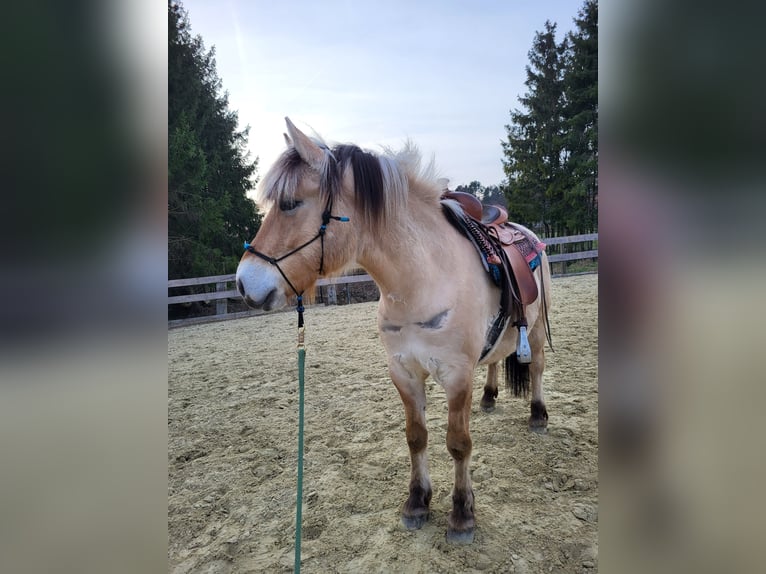 Koń fiordzki Wałach 6 lat 150 cm Bułana in Lichtenau