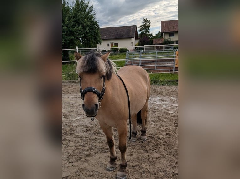 Koń fiordzki Wałach 7 lat 140 cm Jasnogniada in Lyss