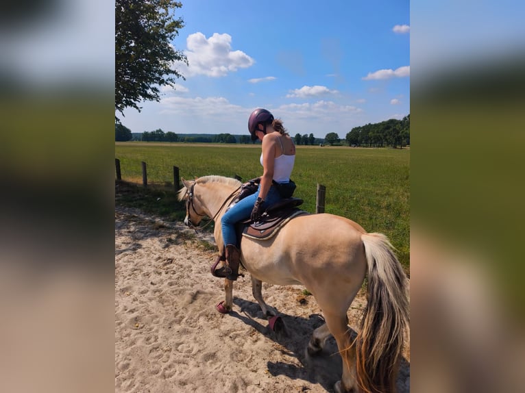 Koń fiordzki Wałach 7 lat 147 cm Bułana in Lindlar