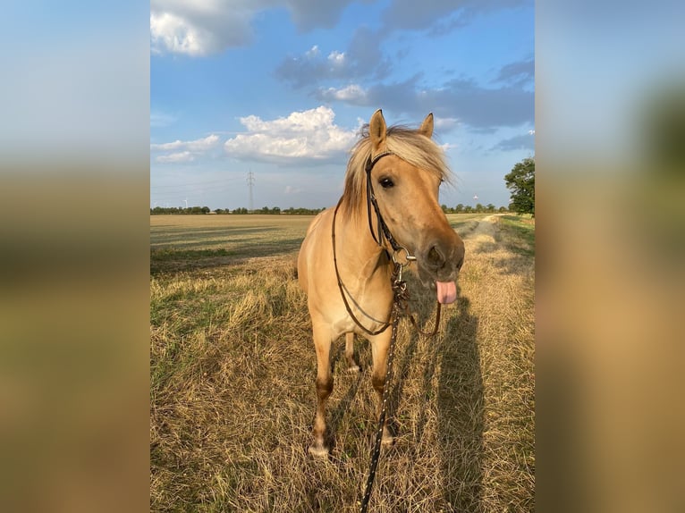 Koń fiordzki Wałach 7 lat 162 cm Bułana in Gerasdorf bei Wien