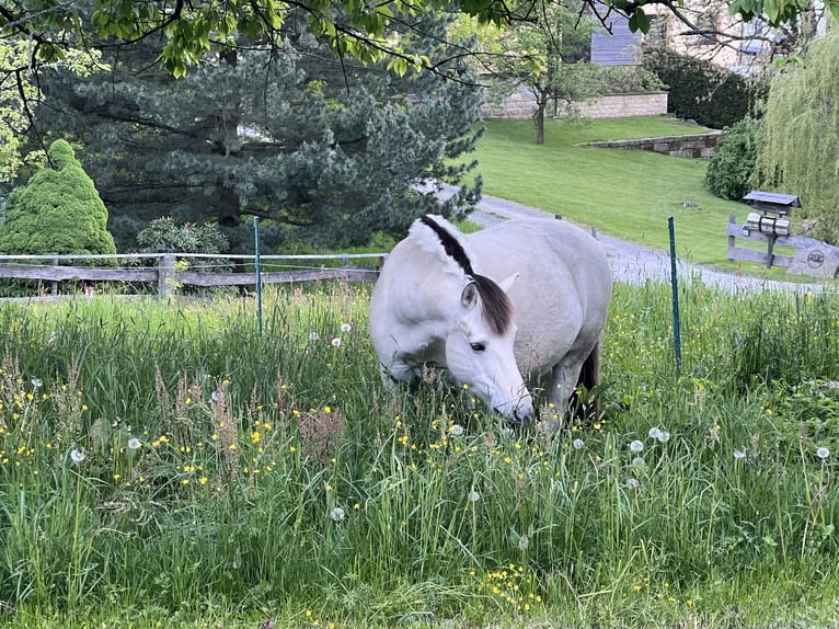 Koń fiordzki Wałach 8 lat 140 cm Biała in Neustadt in Sachsen