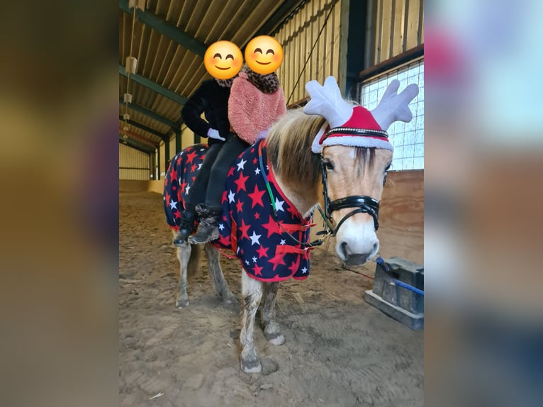 Koń fiordzki Mix Wałach 8 lat 140 cm  in Achel