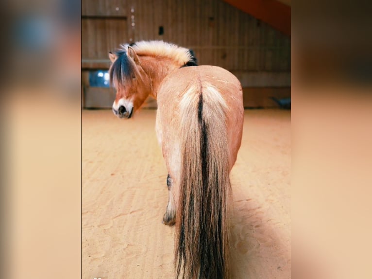 Koń fiordzki Wałach 8 lat 143 cm Bułana in w&#xF6;llersdorf