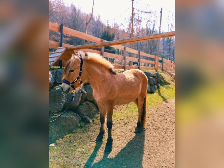 Koń fiordzki Wałach 8 lat 143 cm Bułana in w&#xF6;llersdorf