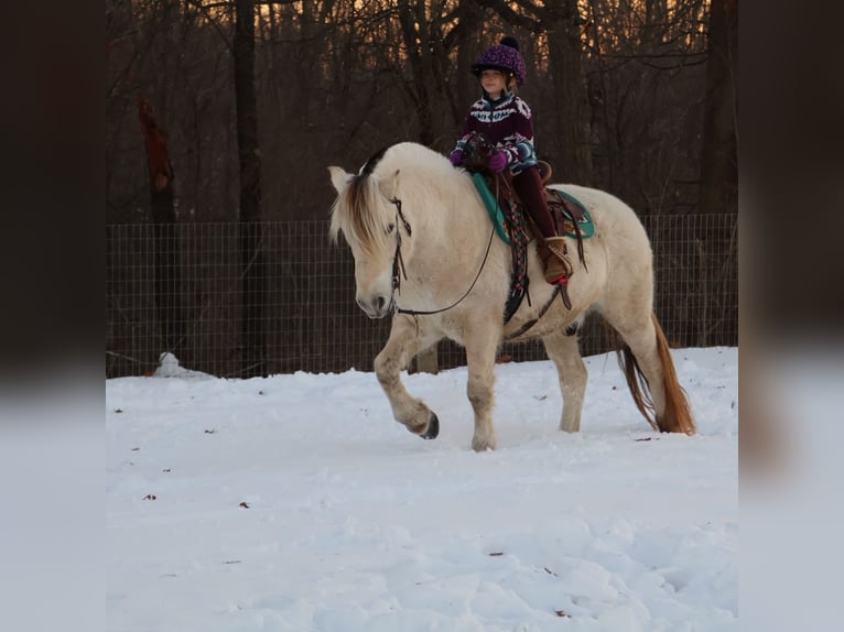 Koń fiordzki Wałach 8 lat 145 cm Biała in Howell