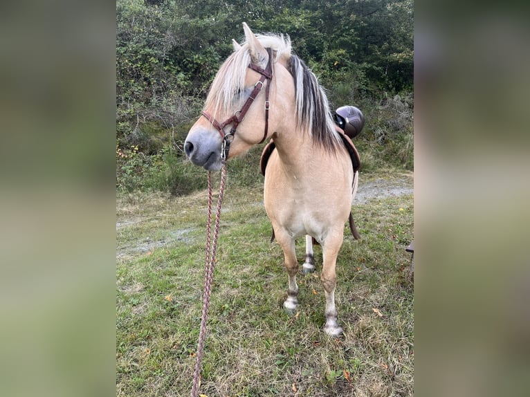 Koń fiordzki Wałach 9 lat 142 cm Bułana in Oberheimbach