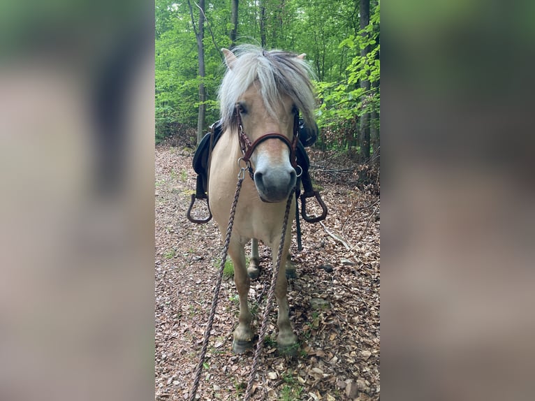 Koń fiordzki Wałach 9 lat 142 cm Bułana in Oberheimbach