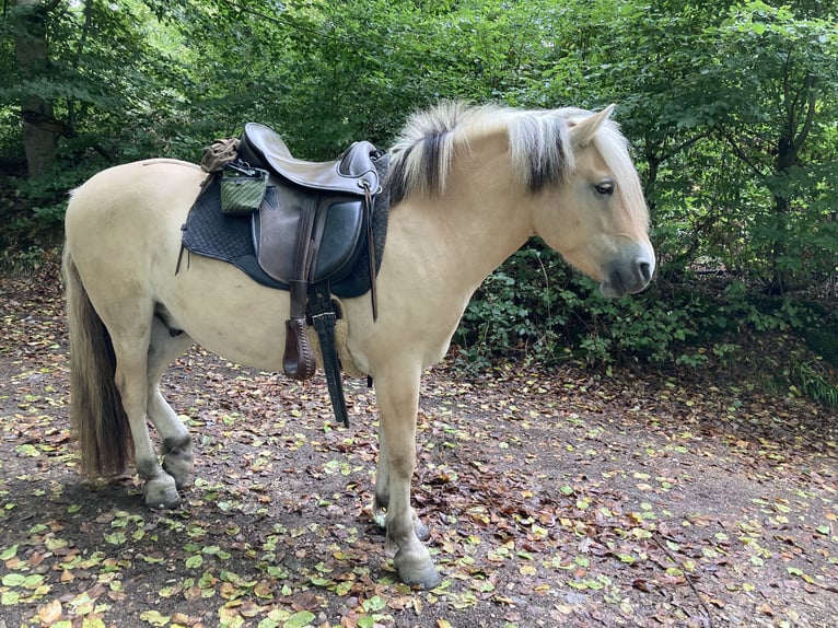 Koń fiordzki Wałach 9 lat 142 cm Bułana in Oberheimbach