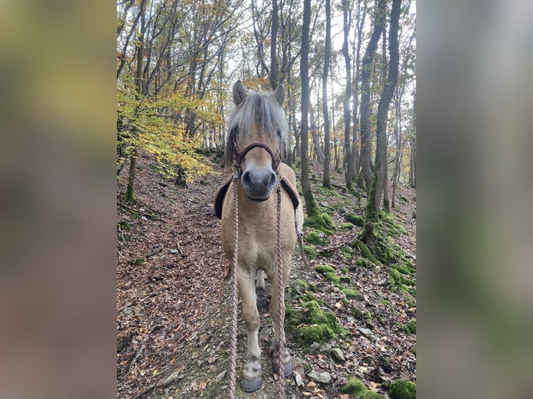 Koń fiordzki Wałach 9 lat 142 cm Bułana in Oberheimbach