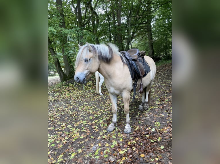 Koń fiordzki Wałach 9 lat 142 cm Bułana in Oberheimbach