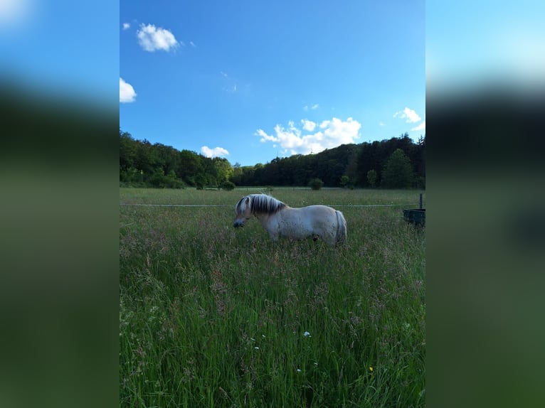 Koń fiordzki Wałach 9 lat 142 cm Bułana in Oberheimbach