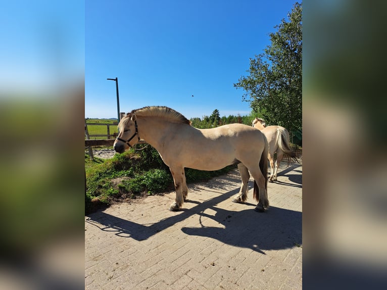 Koń fiordzki Wałach 9 lat 145 cm  in Esens