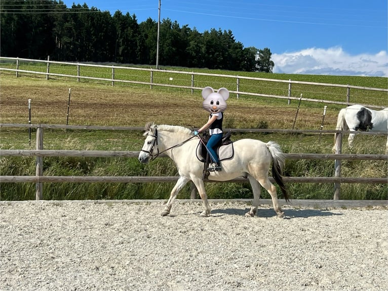 Koń fiordzki Wałach 10 lat 145 cm in Altenberg bei Linz