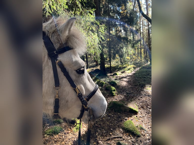 Koń fiordzki Wałach 10 lat 145 cm in Altenberg bei Linz