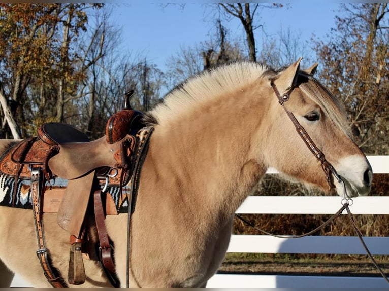 Koń fiordzki Wałach 10 lat 150 cm Bułana in Allentown, NJ