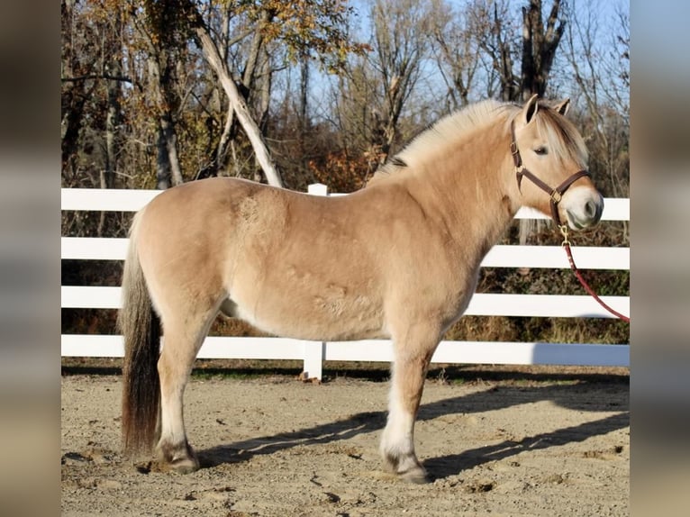 Koń fiordzki Wałach 10 lat 150 cm Bułana in Allentown, NJ